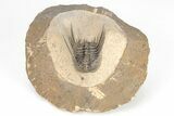 Spiny Leonaspis Trilobite Morocco #208942-2